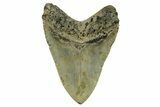 Serrated, Fossil Megalodon Tooth - North Carolina #271105-1